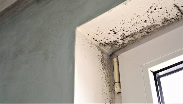 Best Industrial Mold Remediation  in Lagrange, GA