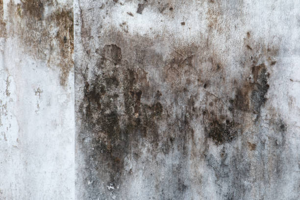 Best Real Estate Mold Inspection  in Lagrange, GA