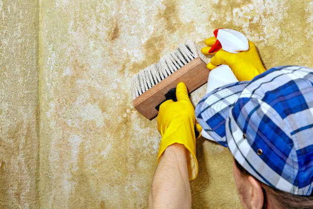 Best Post-Construction Mold Inspection  in Lagrange, GA