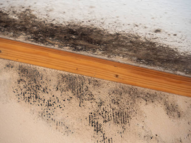 Best Mold Remediation for Healthcare Facilities  in Lagrange, GA