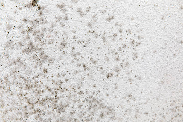 Best Asbestos and Lead Testing During Mold Inspection  in Lagrange, GA