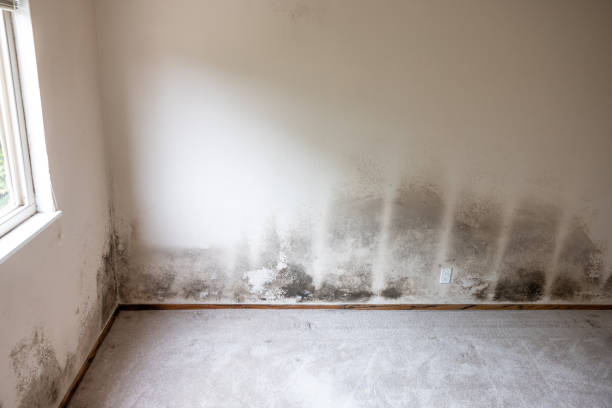 Best Mold Odor Removal Services  in Lagrange, GA